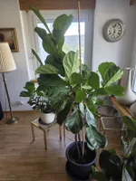 Geigenblatt,Ficus Lyrata Pflance