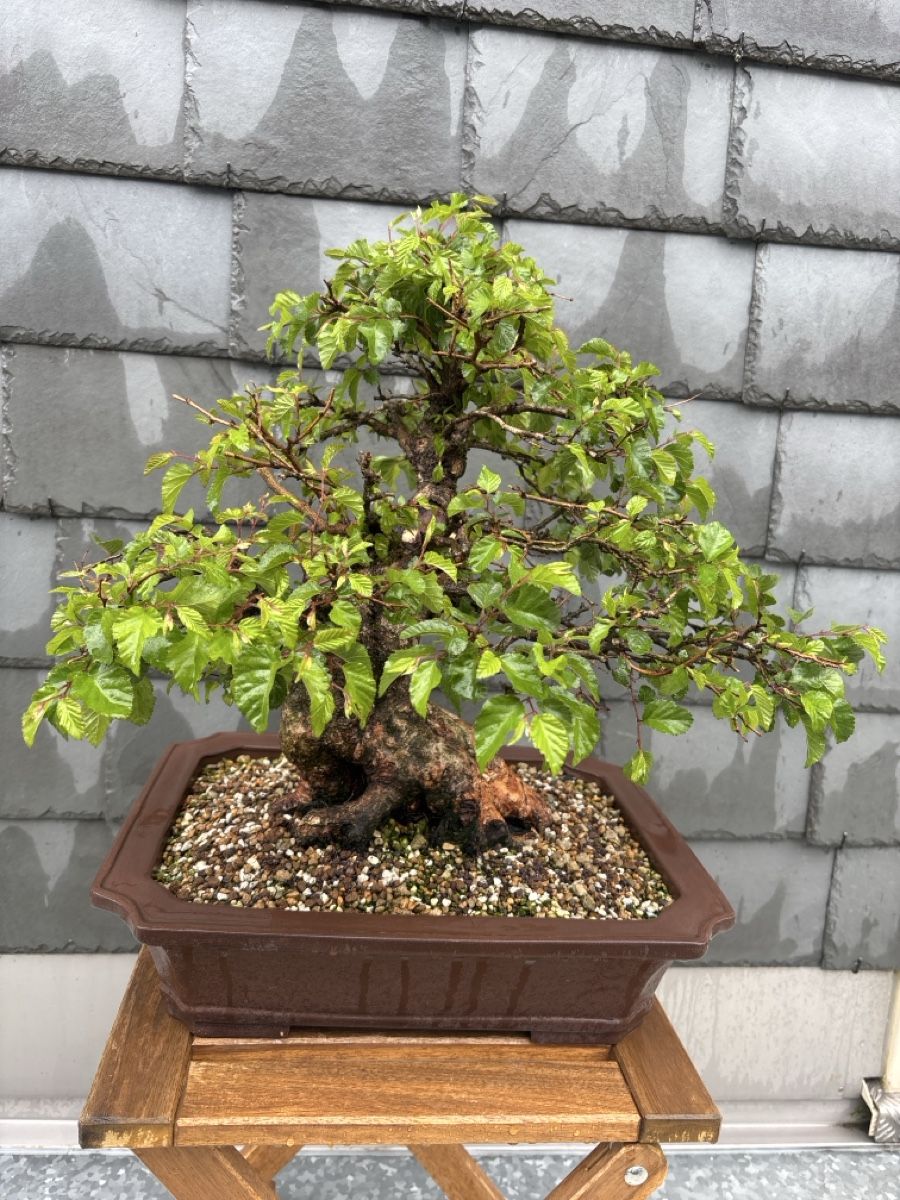 Piante & sementi: Bonsai koreanische Hainbuche – Usato da Herisau venduto da men_9hwl 3