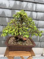 Bonsai koreanische Hainbuche