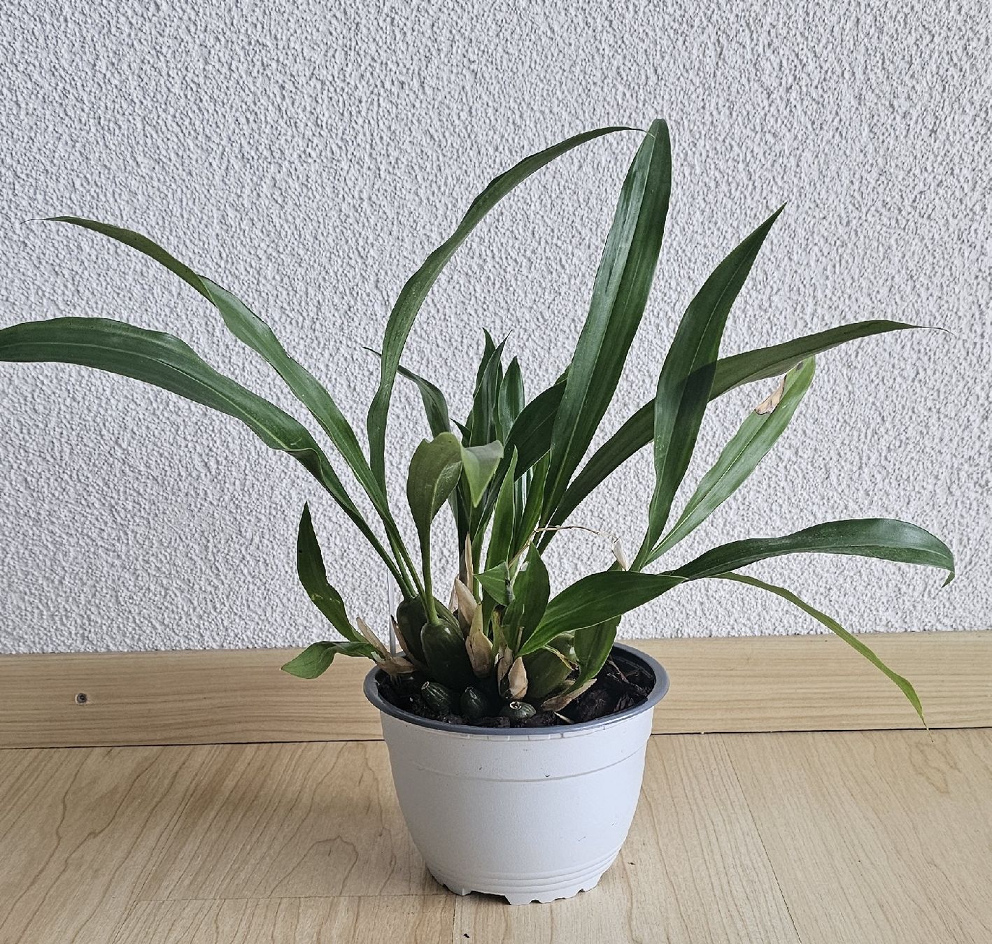 Plantes & graines: Orchidee Coelogyne ochracea – D'occasion à Jona par Smurnaya 1