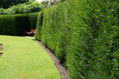 Pflanzen & Samen: Taxus baccata 100-125cm – Neu (gemäss Beschreibung) aus Sursee von pflugshaupt01 1