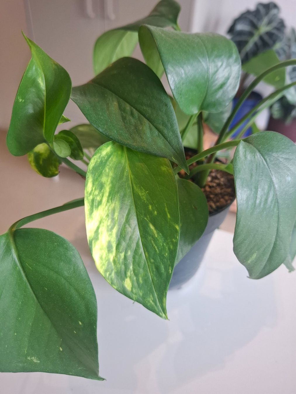 Piante & sementi: Pothos Golden – Usato da Winterthur venduto da fahrnera 3