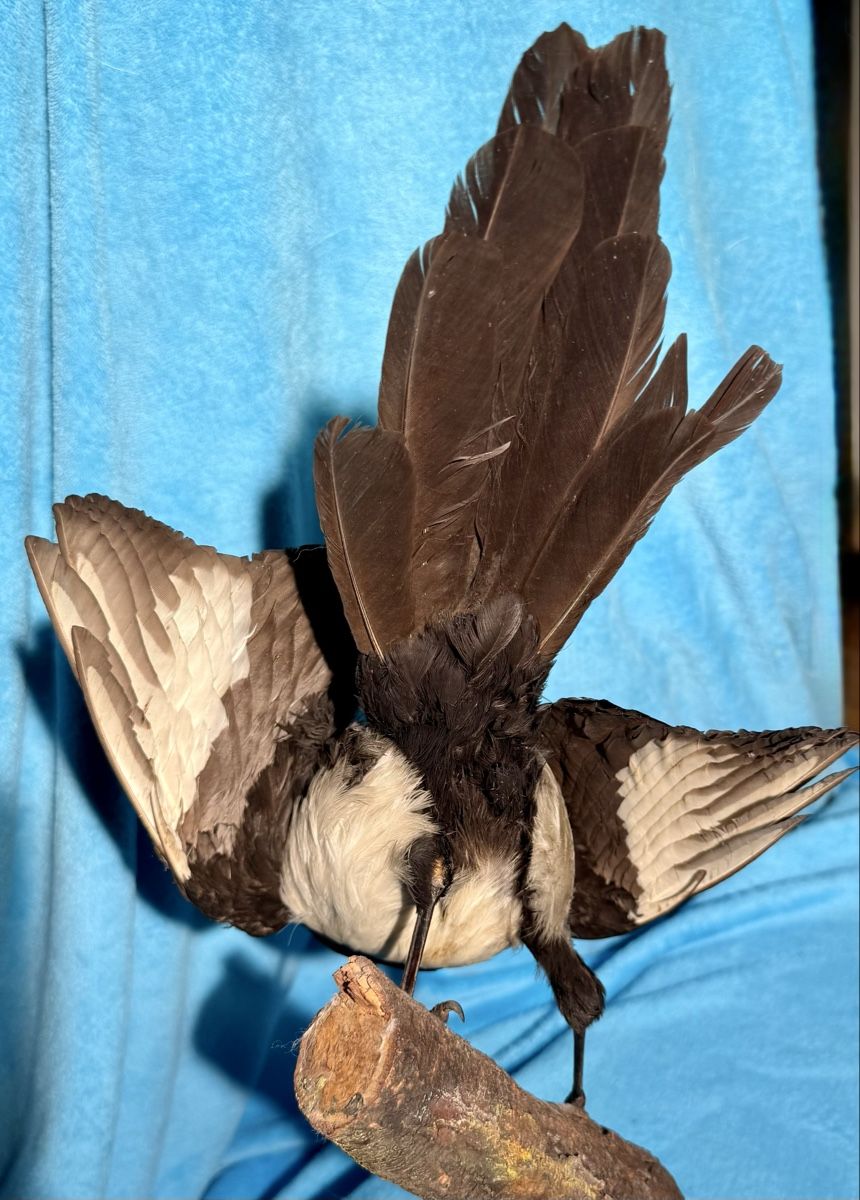 Il mondo degli animali: ELSTER Vogelpräparat – Usato da Bern venduto da felberunderground 6