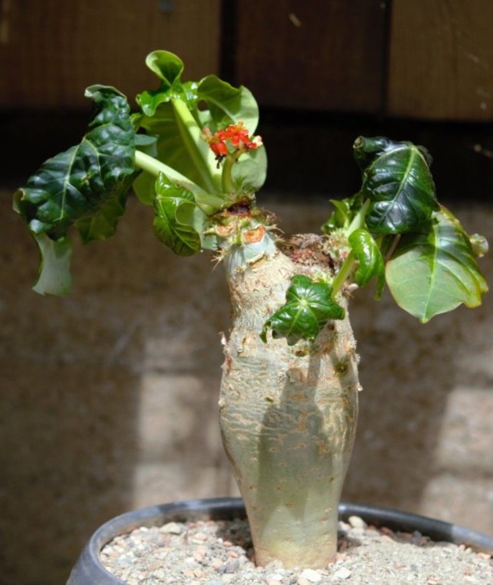 Pflanzen & Samen: Jatropha podagrica  – Gebraucht aus Comano von che_8lc2 1