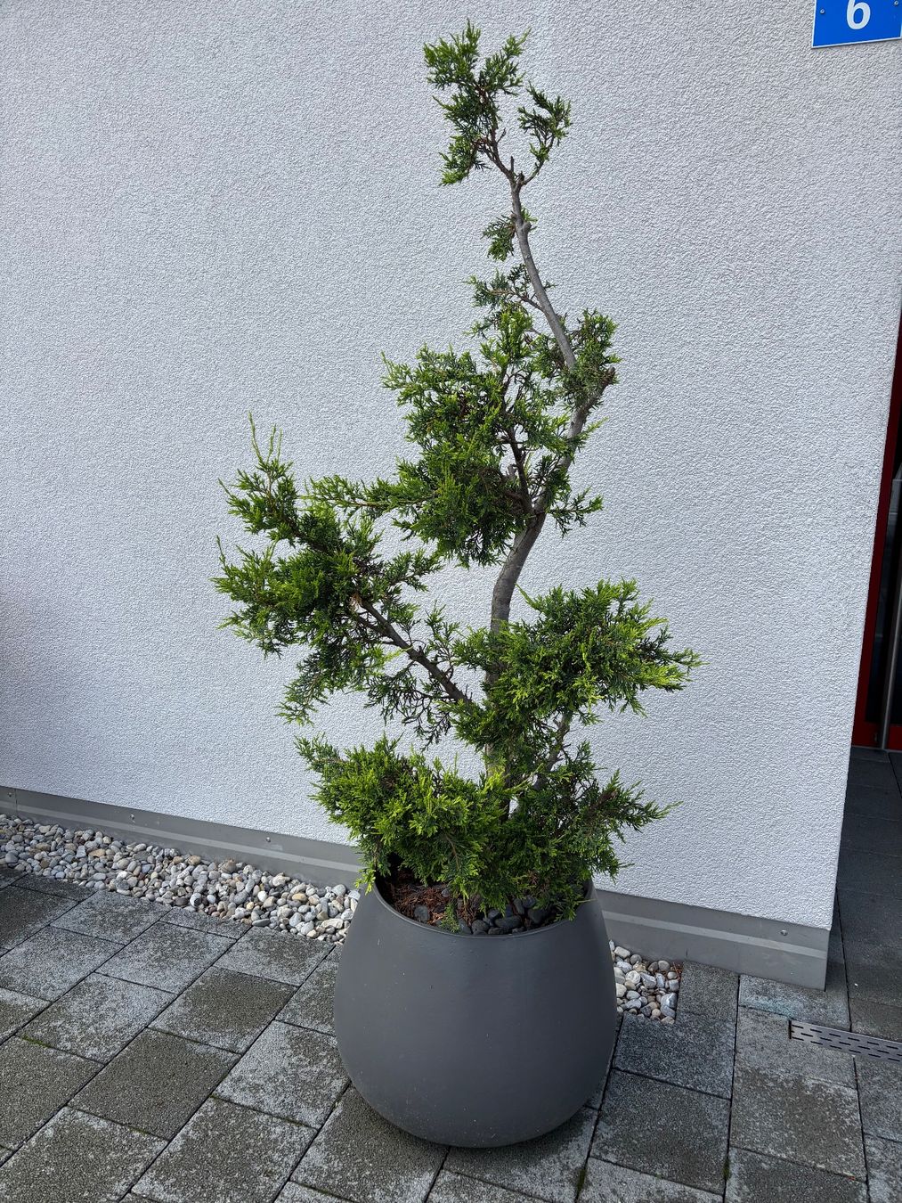 bambus schale 🥗 BAMBOO Schale – Frisch servieren mit Stil – BUTLERS