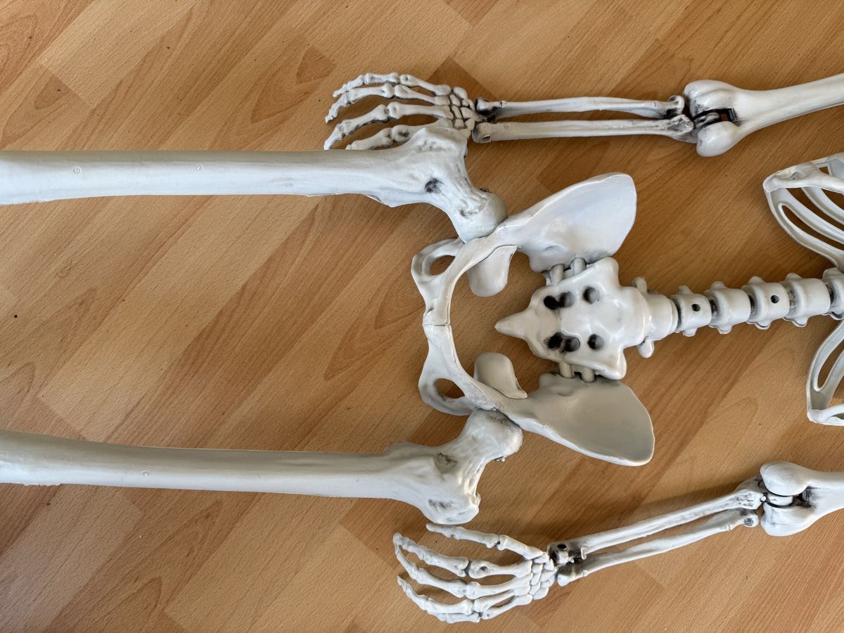 Figuren: Skelett – Neu (gemäss Beschreibung) aus Grenchen von Bastet007 4