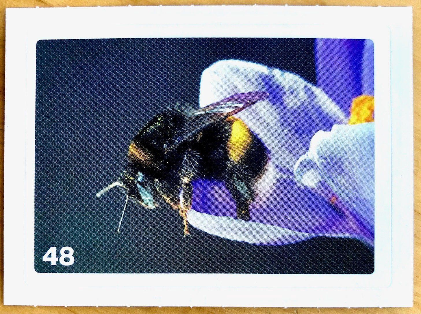 Migros Carte collezionabili: Migros Nature Detectives - Bild Nr. 48 – Nuovo (secondo la descrizione) da Oberrieden venduto da Zimmerberg10