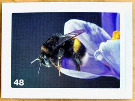 Migros Nature Detectives - Bild Nr. 48