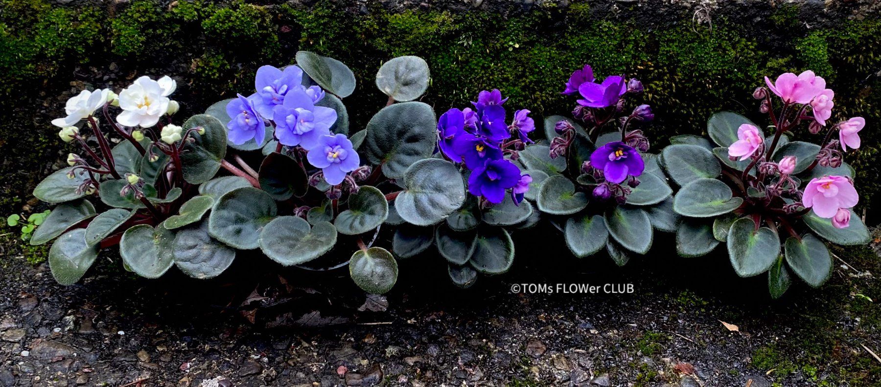 Piante & sementi: Saintpaulia Ionantha / African Violet – Nuovo e nell'imballaggio originale da Adliswil venduto da astom369 8