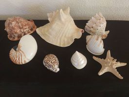 Muschelsammlung Meeresdeko verschiedene Arten