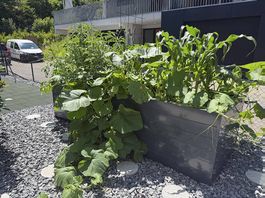 Aluminium Hochbeet mit Frühbeet Aufsatz und Schneckenschutz