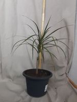 Dracaena Ableger Bonsaigross ca.53 cm hoch,ca. 1,5 Jahr alt