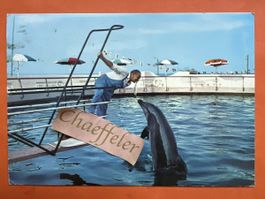 1965 Riccione Lungomare Aquarium der Delfine Italien 