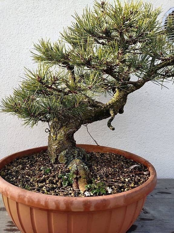 Pflanzen & Samen: Bonsai – Gebraucht aus Walterswil SO von som_jbd7 2