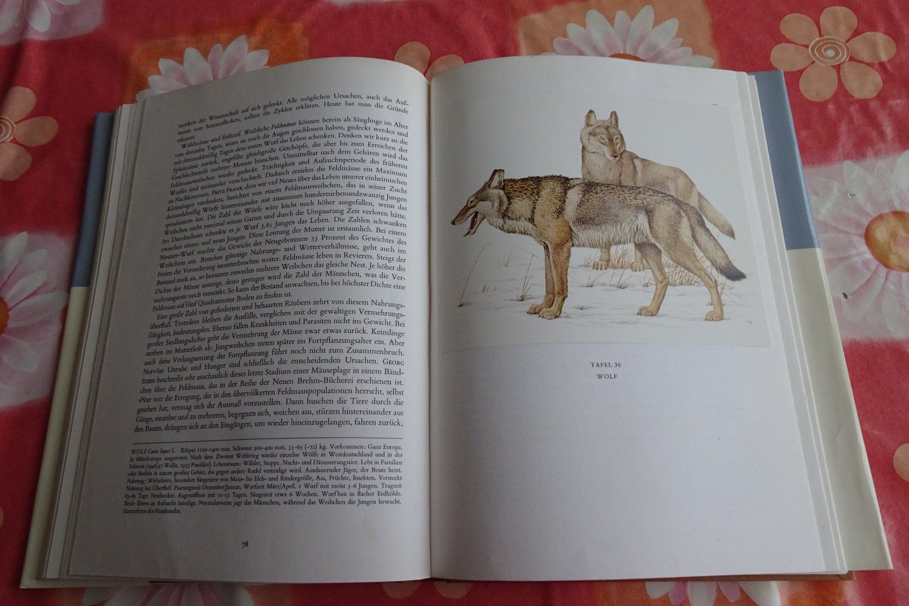 Bücher: Silva Buch Säugetiere mit tollen Tierbildern – Gebraucht aus Strengelbach von schmetterling20 6