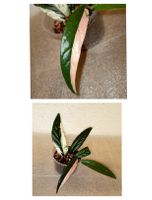 Ficus Sagittata Pink Variegata
