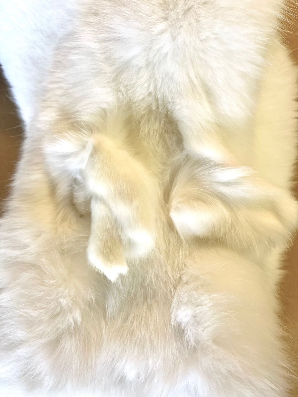 Il mondo degli animali: Echtes Polar Fuchs Fell - Neu – Nuovo (secondo la descrizione) da Thun venduto da Abalona3600 3