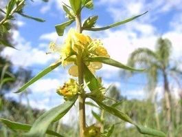 Sinicuichi (Heimia salicifolia) RARE 30g