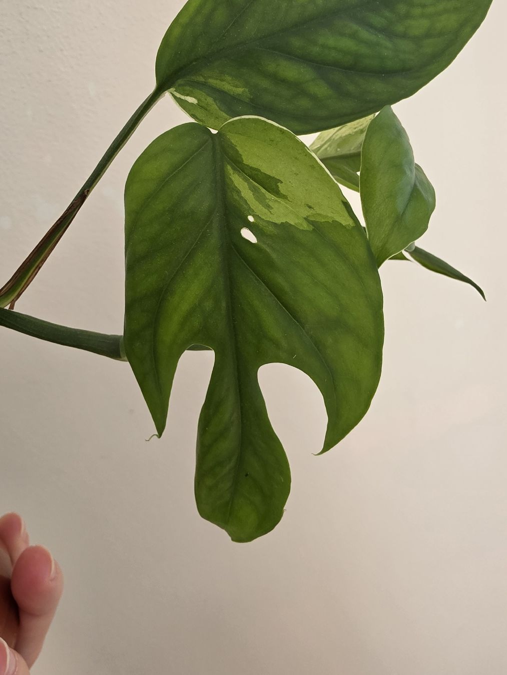Pflanzen & Samen: Epipremnum pinnatum marble variegata – Gebraucht aus Jegenstorf von matrix2012 4