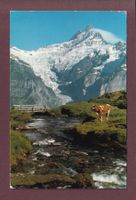 GRINDELWALD - Auf Bachalp - Kuh