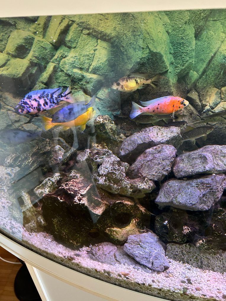 Juwel Acquari: Aquarium Juwel Vision 450 – Usato da Amriswil venduto da Manogeli 3