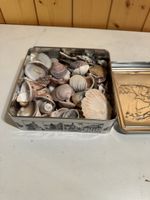 Sammlung verschiedene Muschel schalen