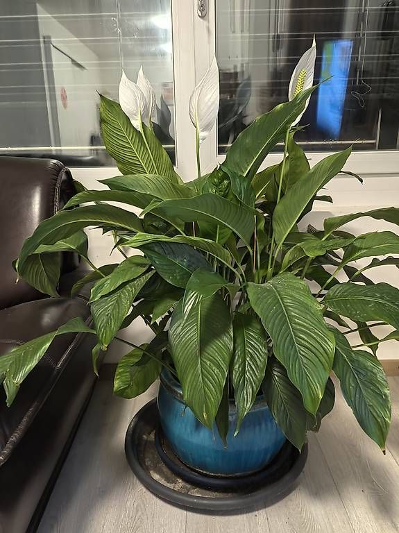 Piante & sementi: Plante avec pot – Usato da Petit-Lancy venduto da hex_6rsx 2