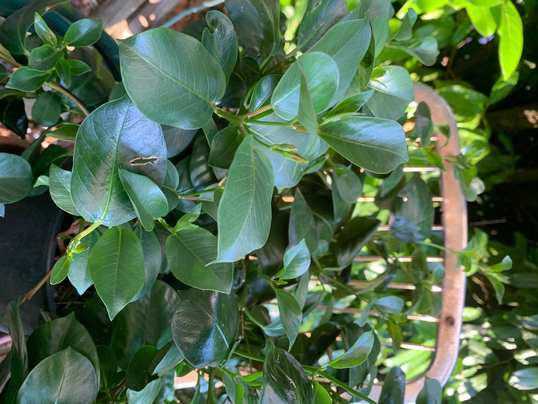 Piante & sementi: Mandevilla - Dipladenia / grosse Pflanze – Nuovo (secondo la descrizione) da Hinteregg venduto da ERFOLG78 7