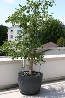 Ginko im Pflanzkübel, über 20 Jahre alt, Doppelstamm, 180 cm