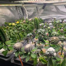 Profile image of cactus-lab.ch