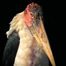Profile image of Deralexan
