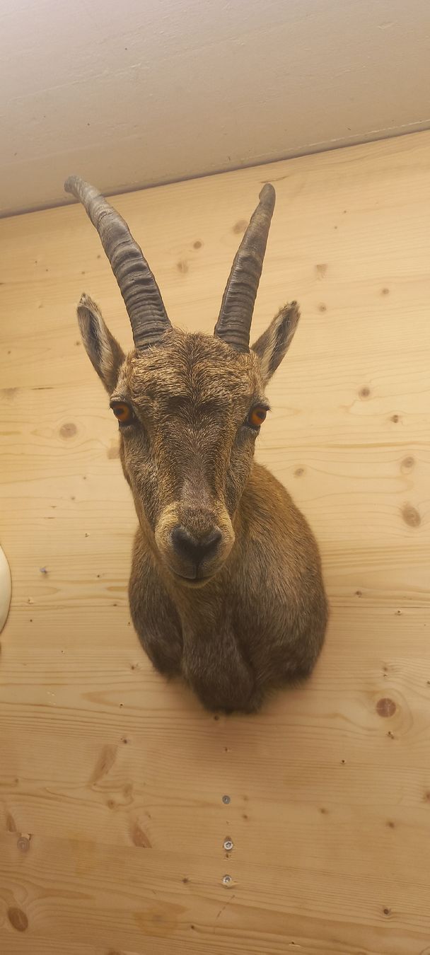 Welt der Tiere: Steinbock Steingeiss – Neu (gemäss Beschreibung) aus Mollis von Resel1985 4