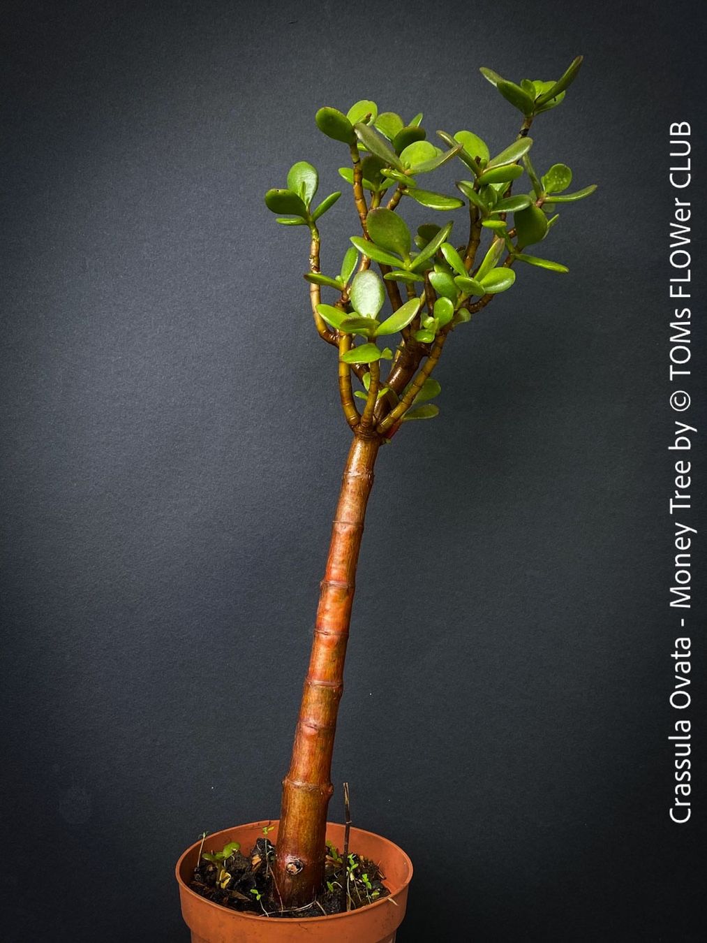 Piante & sementi: Crassula Ovata - Geldbaum rund 50cm - 8J Bäumchen – Nuovo e nell'imballaggio originale da Adliswil venduto da asTOMas963