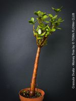 Crassula Ovata - Geldbaum rund 50cm - 8J Bäumchen