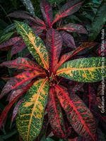 Codiaeum Variegatum - „Croton“ - tropische Farbenpracht