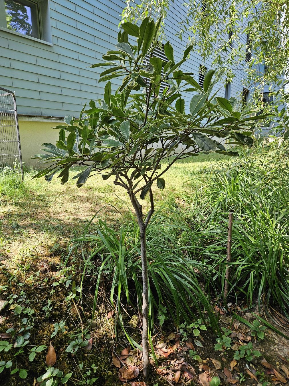 Plantes & graines: Glanzmispel Hochstamm buntblättrig – D'occasion à Gipf-Oberfrick par StefanOG