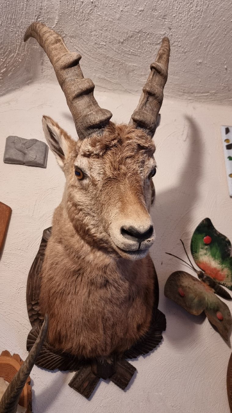Welt der Tiere: Steinbock – Gebraucht aus Sils im Domleschg von platin01 2