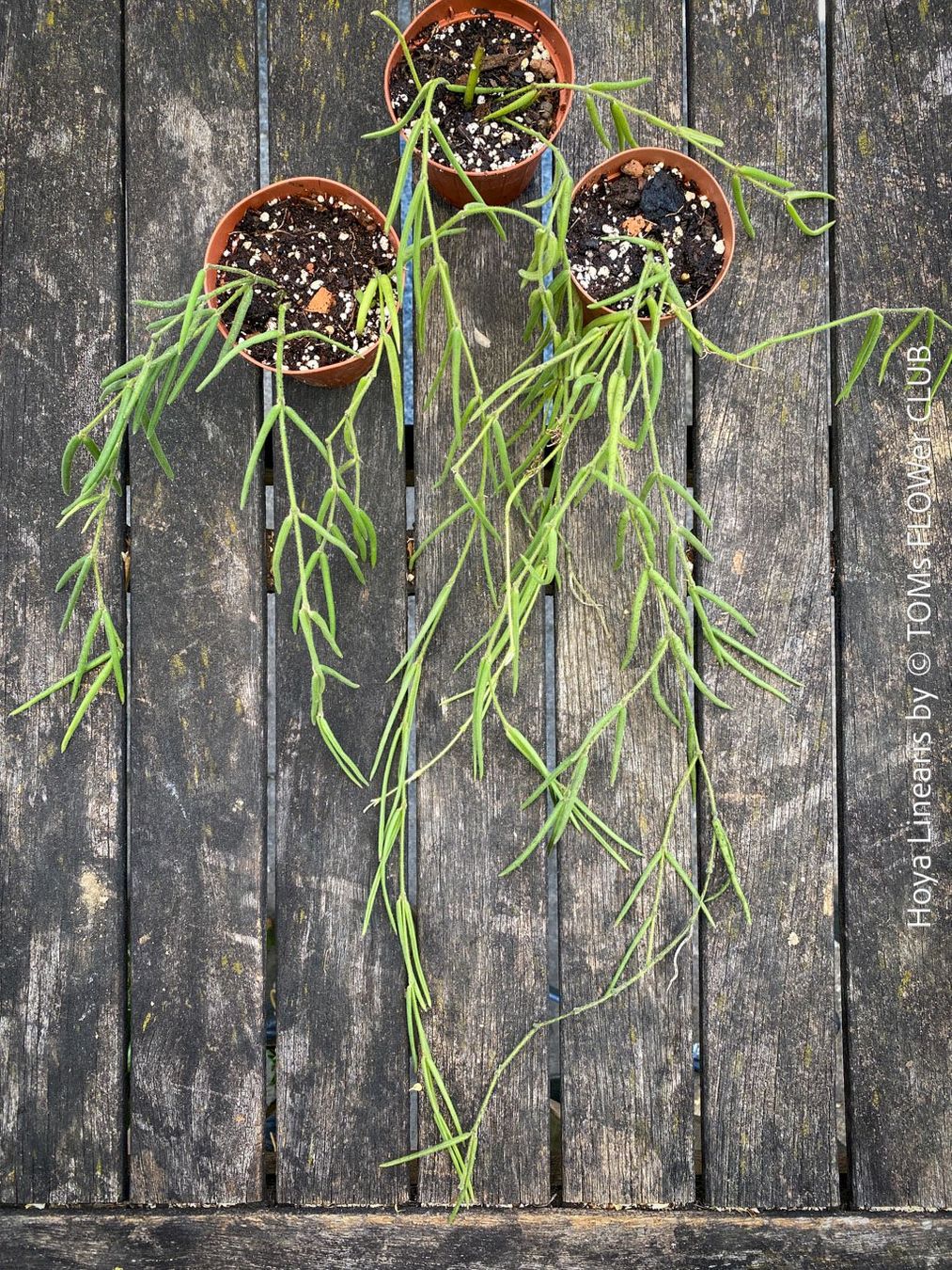 Piante & sementi: Hoya Linearis - leicht und sehr elegant – Nuovo e nell'imballaggio originale da Adliswil venduto da TAKEYOURPLANT 5