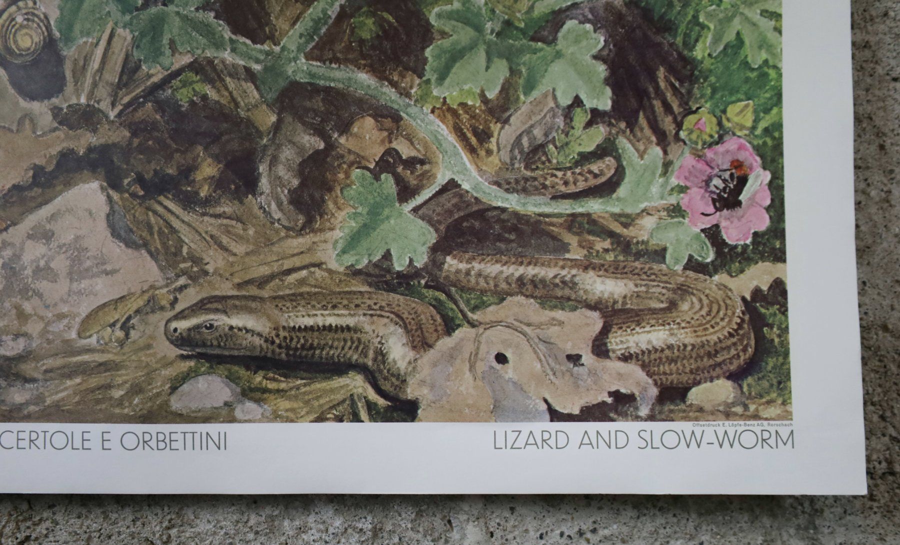 Foto & Immagini: Schulwandbild, Wandbild Lehrbild "Eidechse & Blindschleiche" – Usato da Birrwil venduto da brandschatz_birrwil 4