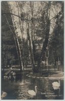 AG 237 BADEN Im Casinopark Schwäne 1910