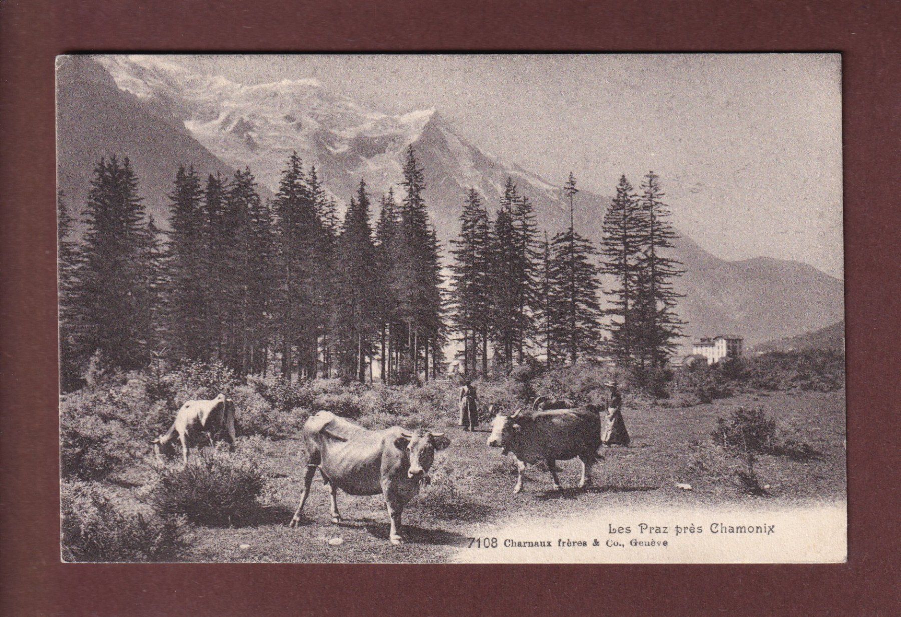 Cartes postales: France - LES PRAZ près Chamonix - Vaches – D'occasion à Pully par nicecards-shop