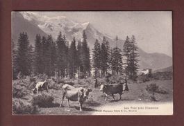 France - LES PRAZ près Chamonix - Vaches