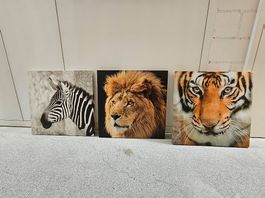 Afrika-Tierbilder 50x50 (Tiger, Löwe, Zebra)