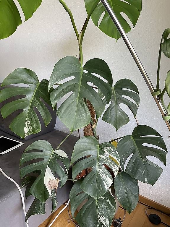 Pflanzen & Samen: Monstera Albo variegata – Neu und originalverpackt aus Bern von pao_96c9