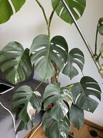 Monstera Albo variegata