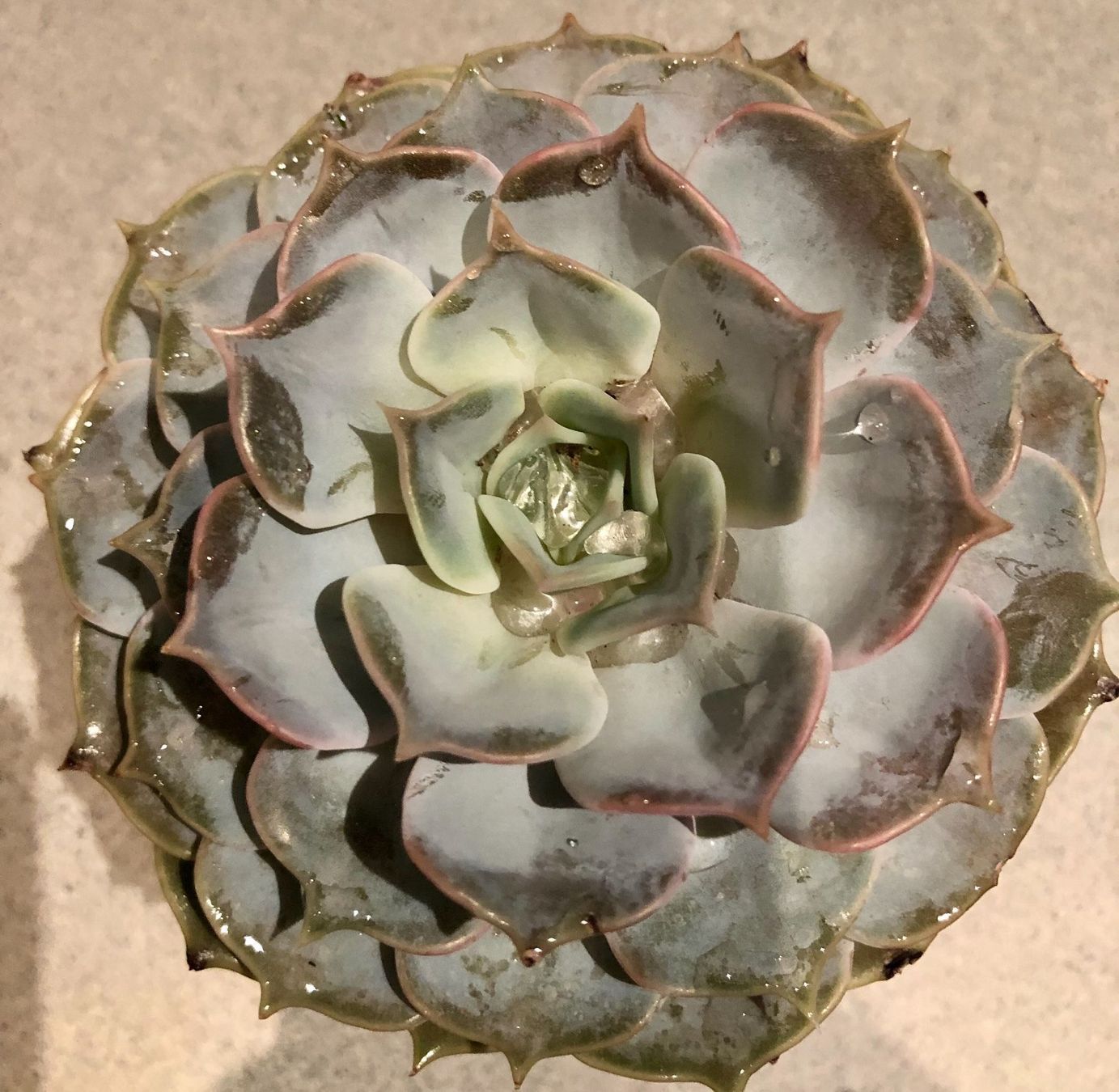 Plantes & graines: Sukkulente  lilacina “GHOST” 20 ↕️ – Neuf avec emballage d'origine à Rovio par POSITIFFARTandPLANTS 1
