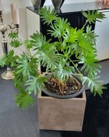 Philodendron xanadu