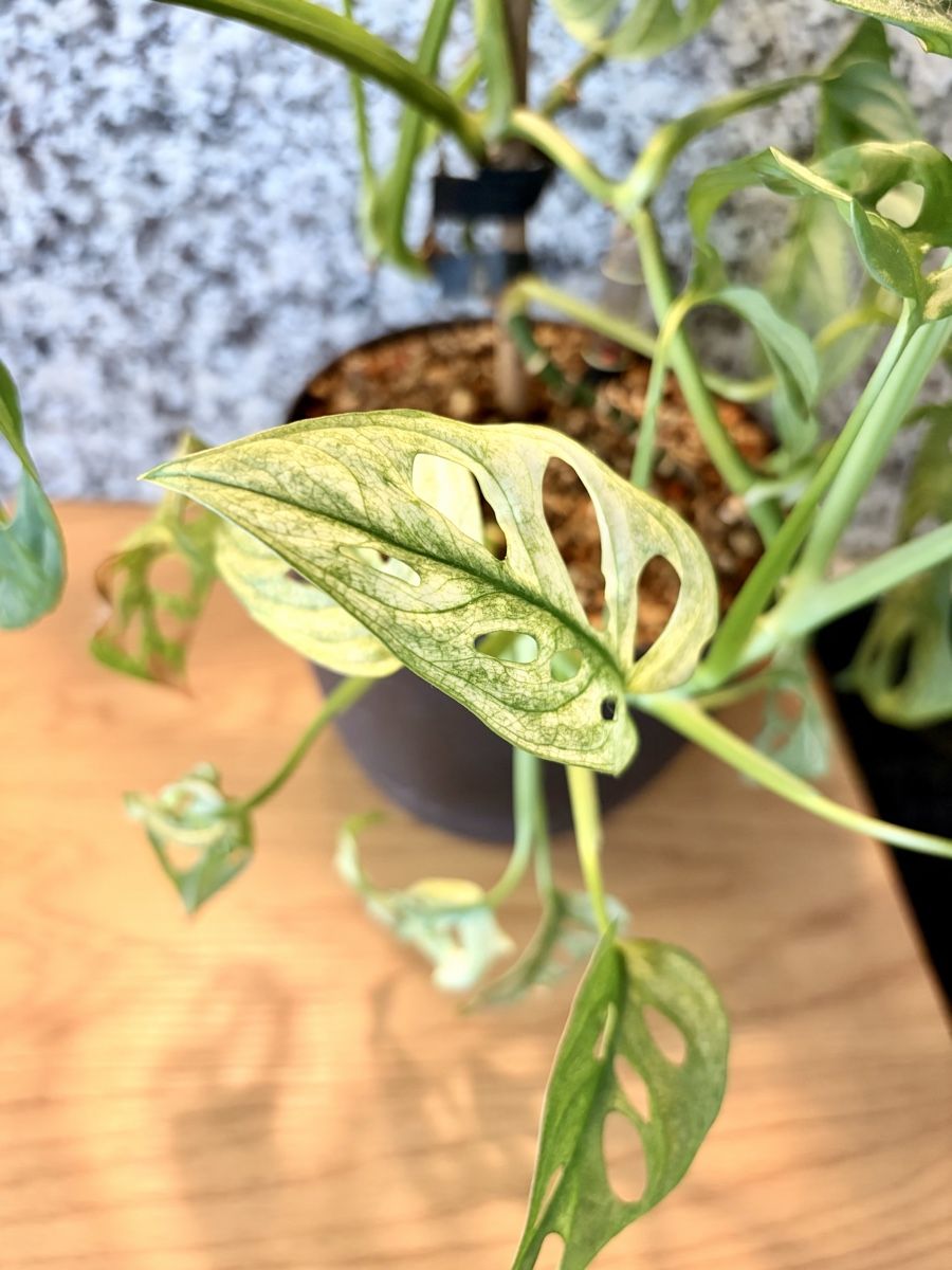 Plantes & graines: Monstera Adansonii – D'occasion à Kaiseraugst par dka_b97z 2
