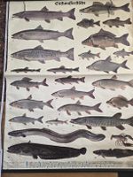 Fischplakat Richard Rühmer Süsswasserfische, etwa 100 Jahre