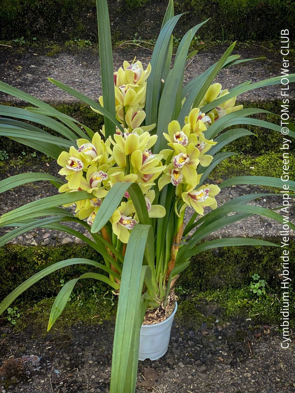 Piante & sementi: Cymbidium Hybride Yellow Apple Green Orchidee – Nuovo e nell'imballaggio originale da Adliswil venduto da asTOMas963 6